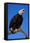 Bald Eagle-W^ Perry Conway-Framed Stretched Canvas