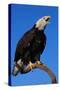 Bald Eagle-W^ Perry Conway-Stretched Canvas