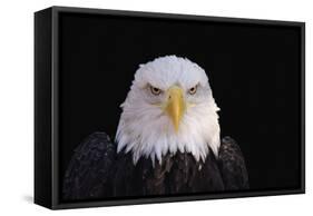 Bald Eagle-W^ Perry Conway-Framed Stretched Canvas
