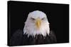 Bald Eagle-W^ Perry Conway-Stretched Canvas