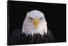 Bald Eagle-W^ Perry Conway-Stretched Canvas