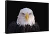 Bald Eagle-W^ Perry Conway-Framed Stretched Canvas