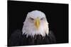 Bald Eagle-W^ Perry Conway-Stretched Canvas