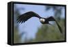 Bald Eagle-Ken Archer-Framed Stretched Canvas