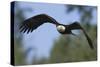 Bald Eagle-Ken Archer-Stretched Canvas
