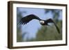 Bald Eagle-Ken Archer-Framed Photographic Print