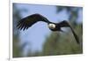 Bald Eagle-Ken Archer-Framed Photographic Print