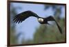 Bald Eagle-Ken Archer-Framed Photographic Print