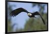 Bald Eagle-Ken Archer-Framed Photographic Print