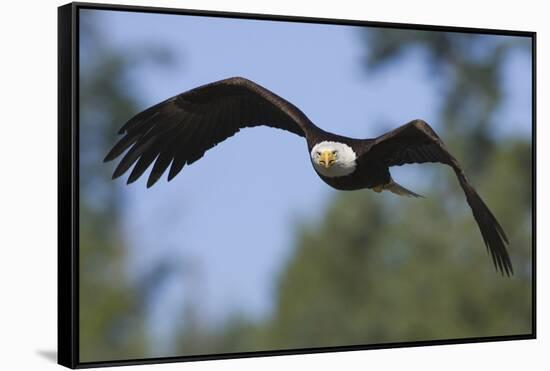 Bald Eagle-Ken Archer-Framed Stretched Canvas