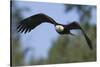 Bald Eagle-Ken Archer-Stretched Canvas