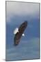 Bald Eagle-Ken Archer-Mounted Photographic Print