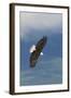 Bald Eagle-Ken Archer-Framed Photographic Print