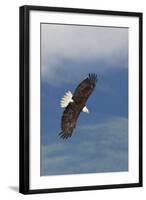 Bald Eagle-Ken Archer-Framed Photographic Print