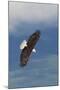 Bald Eagle-Ken Archer-Mounted Photographic Print