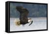 Bald Eagle-Ken Archer-Framed Stretched Canvas