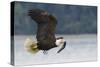 Bald Eagle-Ken Archer-Stretched Canvas