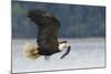 Bald Eagle-Ken Archer-Mounted Photographic Print