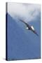 Bald Eagle-Ken Archer-Stretched Canvas