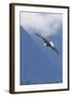 Bald Eagle-Ken Archer-Framed Photographic Print