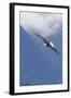 Bald Eagle-Ken Archer-Framed Photographic Print