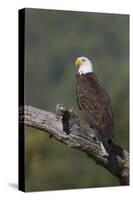 Bald Eagle-Ken Archer-Stretched Canvas