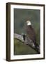 Bald Eagle-Ken Archer-Framed Photographic Print