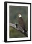 Bald Eagle-Ken Archer-Framed Photographic Print