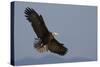 Bald Eagle-Ken Archer-Stretched Canvas