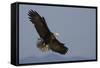 Bald Eagle-Ken Archer-Framed Stretched Canvas