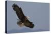 Bald Eagle-Ken Archer-Stretched Canvas