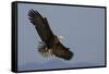 Bald Eagle-Ken Archer-Framed Stretched Canvas