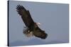 Bald Eagle-Ken Archer-Stretched Canvas