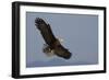 Bald Eagle-Ken Archer-Framed Photographic Print