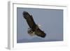 Bald Eagle-Ken Archer-Framed Photographic Print