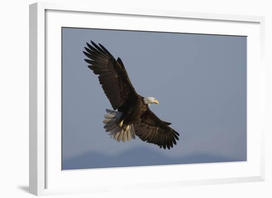 Bald Eagle-Ken Archer-Framed Photographic Print