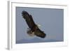 Bald Eagle-Ken Archer-Framed Photographic Print