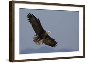 Bald Eagle-Ken Archer-Framed Photographic Print