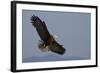 Bald Eagle-Ken Archer-Framed Photographic Print