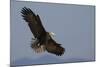 Bald Eagle-Ken Archer-Mounted Photographic Print