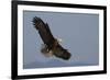 Bald Eagle-Ken Archer-Framed Photographic Print