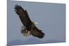 Bald Eagle-Ken Archer-Mounted Photographic Print