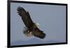 Bald Eagle-Ken Archer-Framed Photographic Print