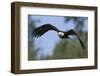 Bald Eagle-Ken Archer-Framed Photographic Print