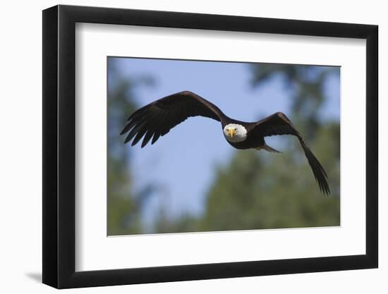 Bald Eagle-Ken Archer-Framed Photographic Print