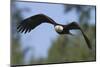 Bald Eagle-Ken Archer-Mounted Photographic Print