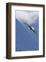 Bald Eagle-Ken Archer-Framed Photographic Print