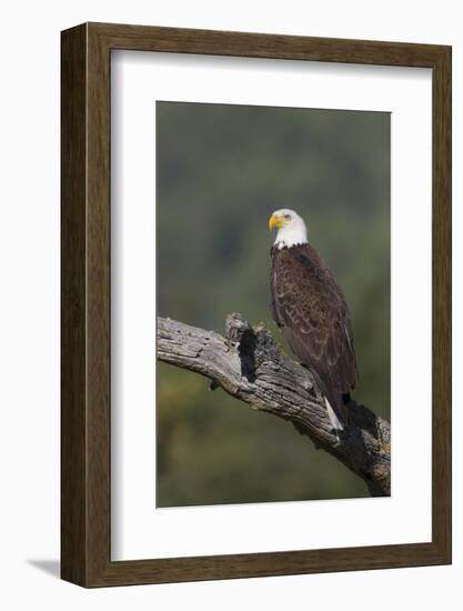 Bald Eagle-Ken Archer-Framed Photographic Print