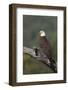 Bald Eagle-Ken Archer-Framed Photographic Print