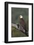 Bald Eagle-Ken Archer-Framed Photographic Print